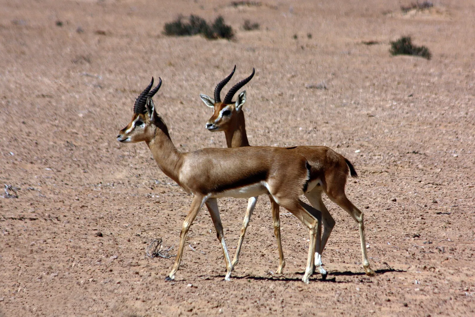Autour de Réserve de conservation du désert de Dubaï