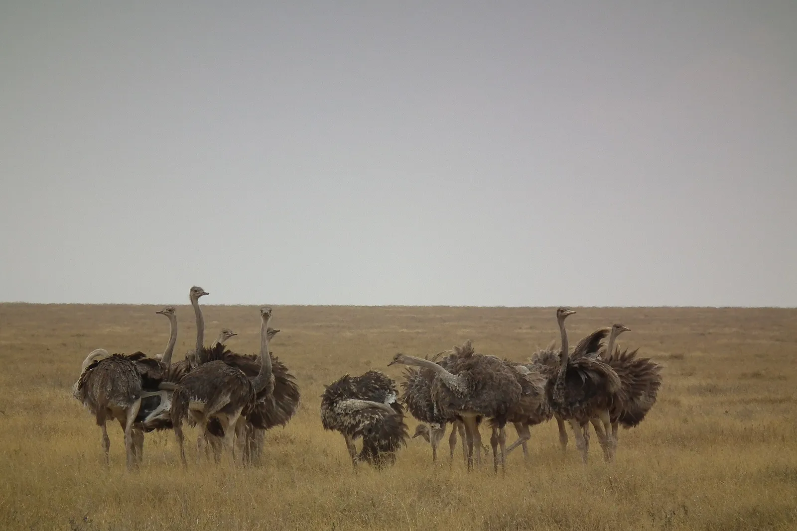 Autour de Aire de conservation du Ngorongoro