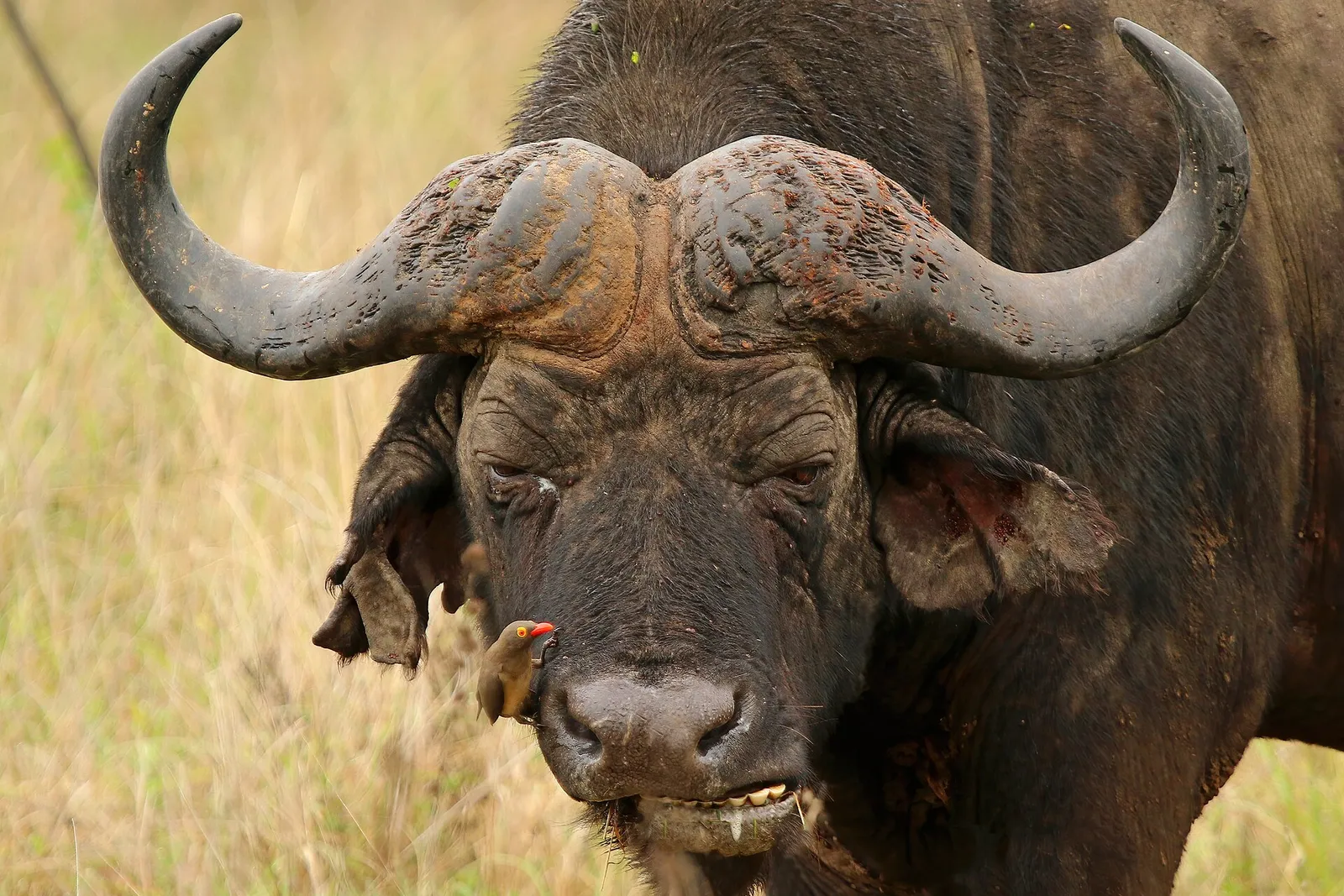Autour de KwaZulu-Natal