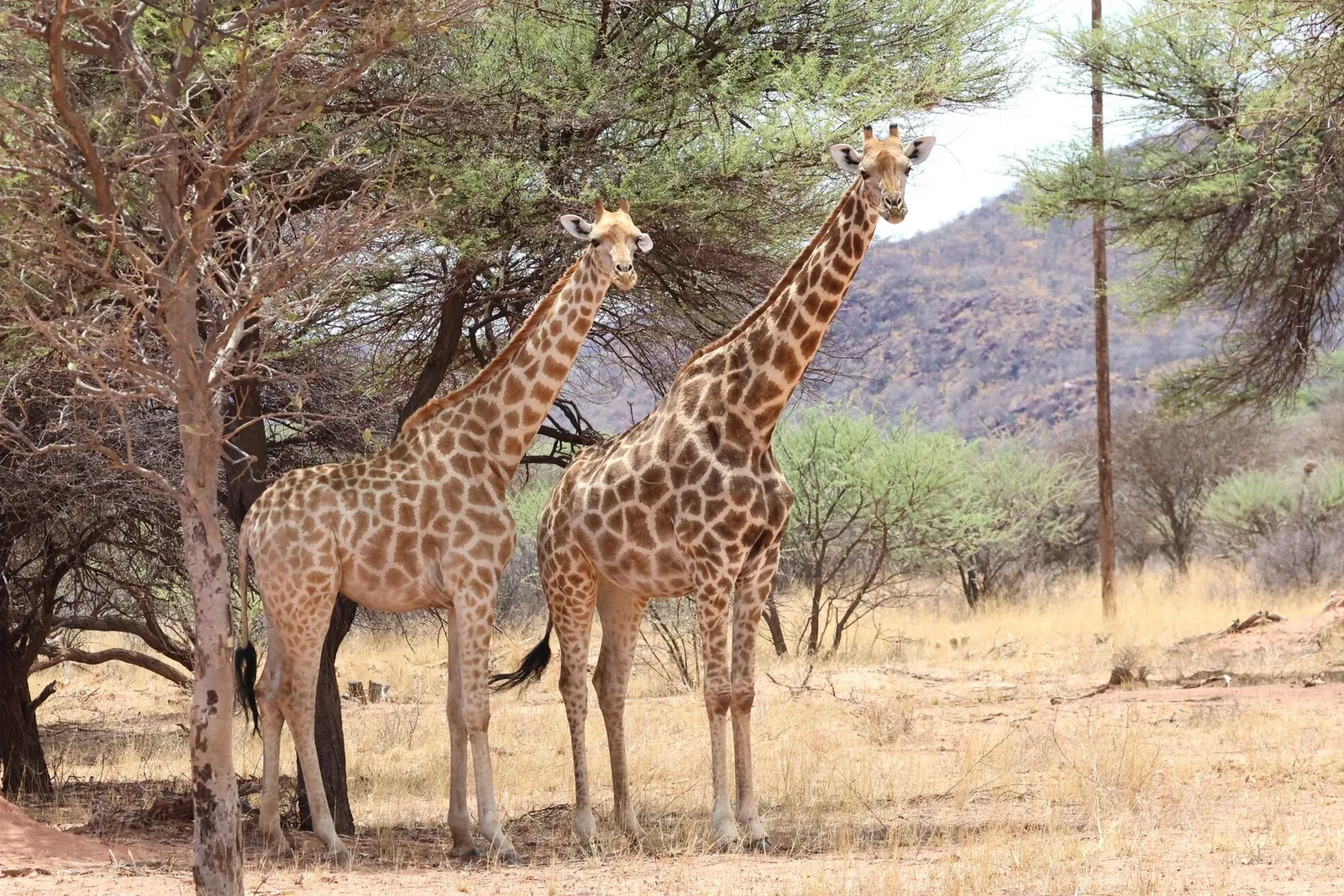 Rond Natuurreservaat Okonjima