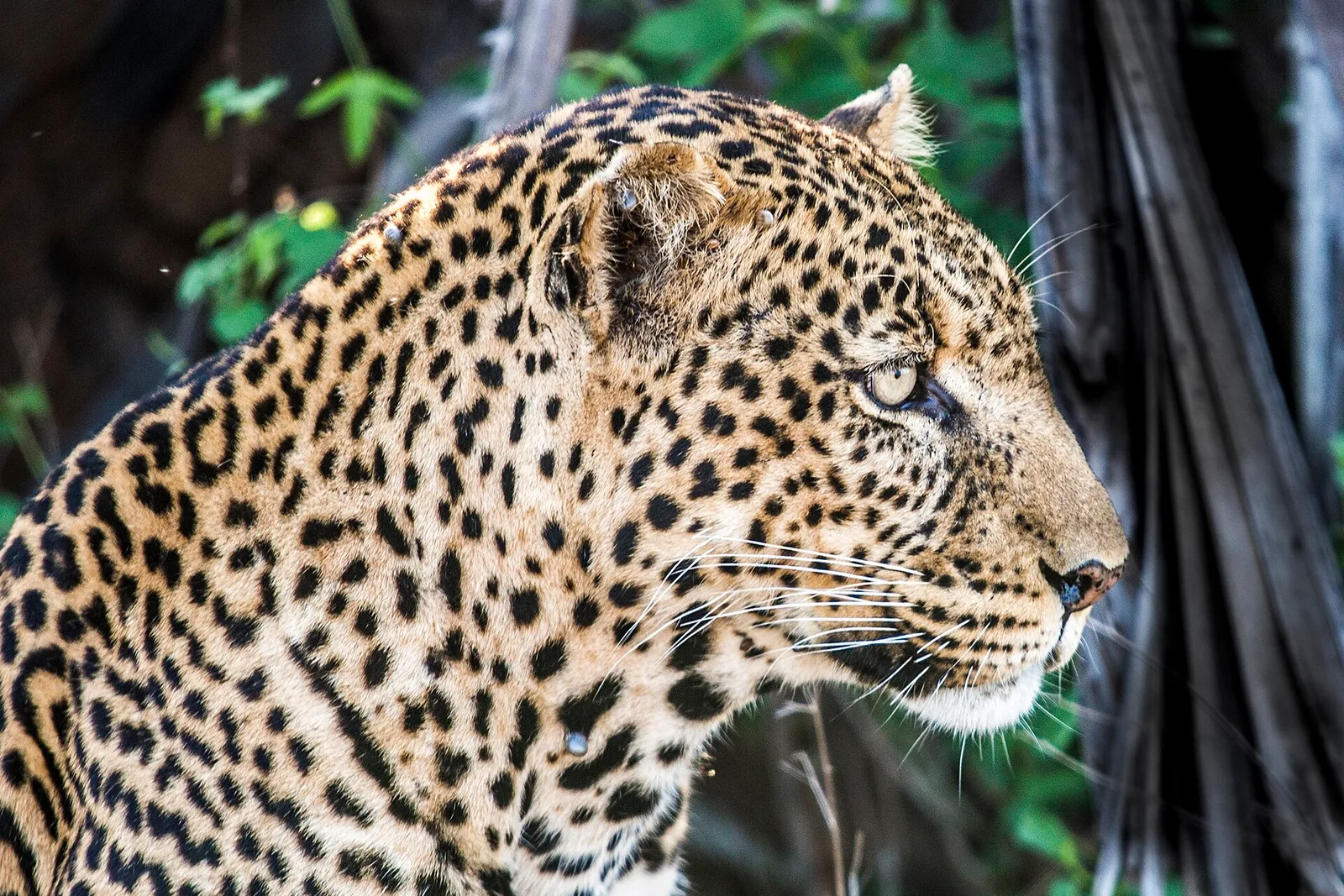 Dintorni di Parco nazionale di Tsavo Ovest