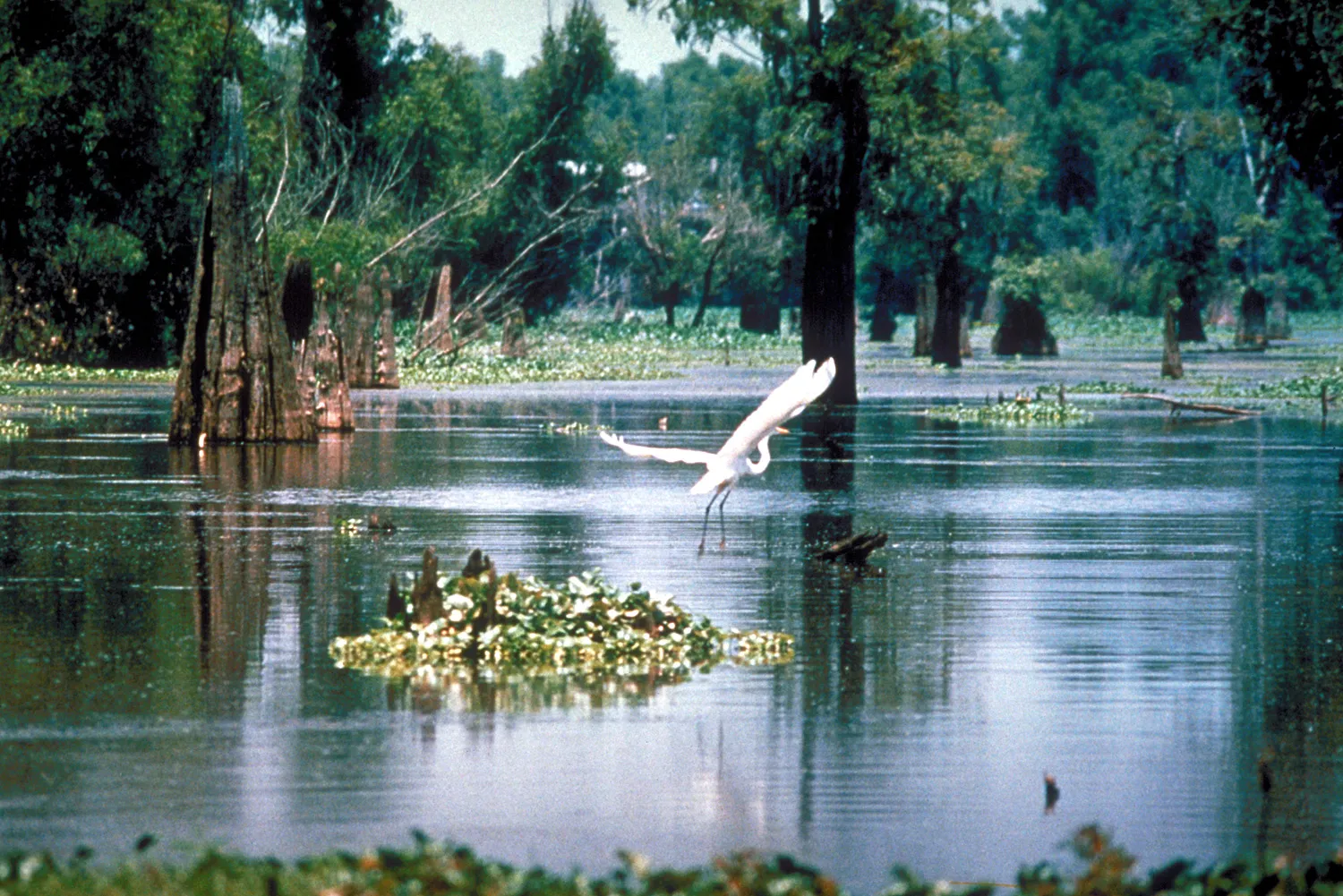 Bayou della Louisiana