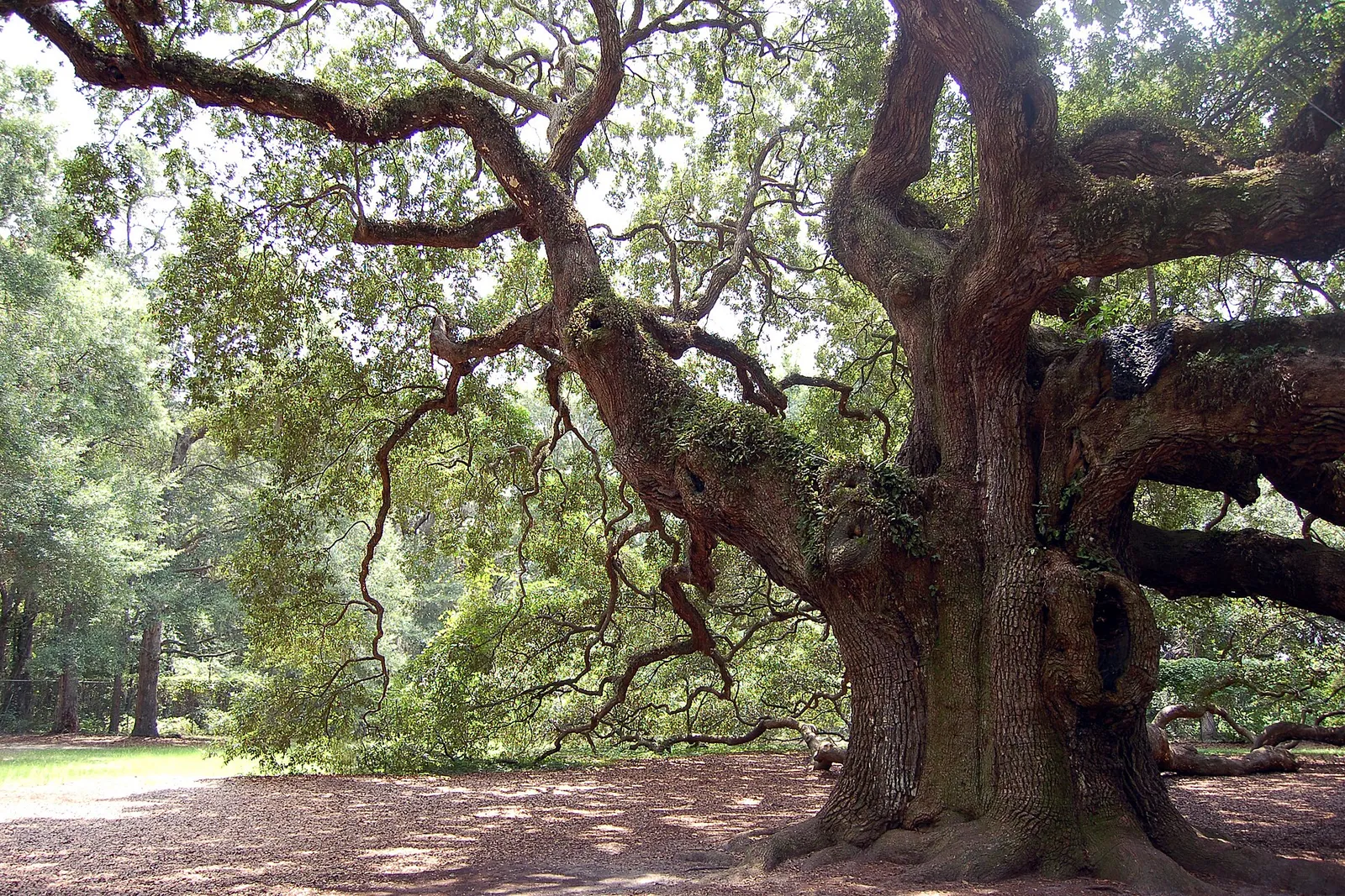 Lowcountry (Carolina del Sud)
